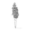 Quaking Aspen Tree 3D Model 11.7m - Image 2