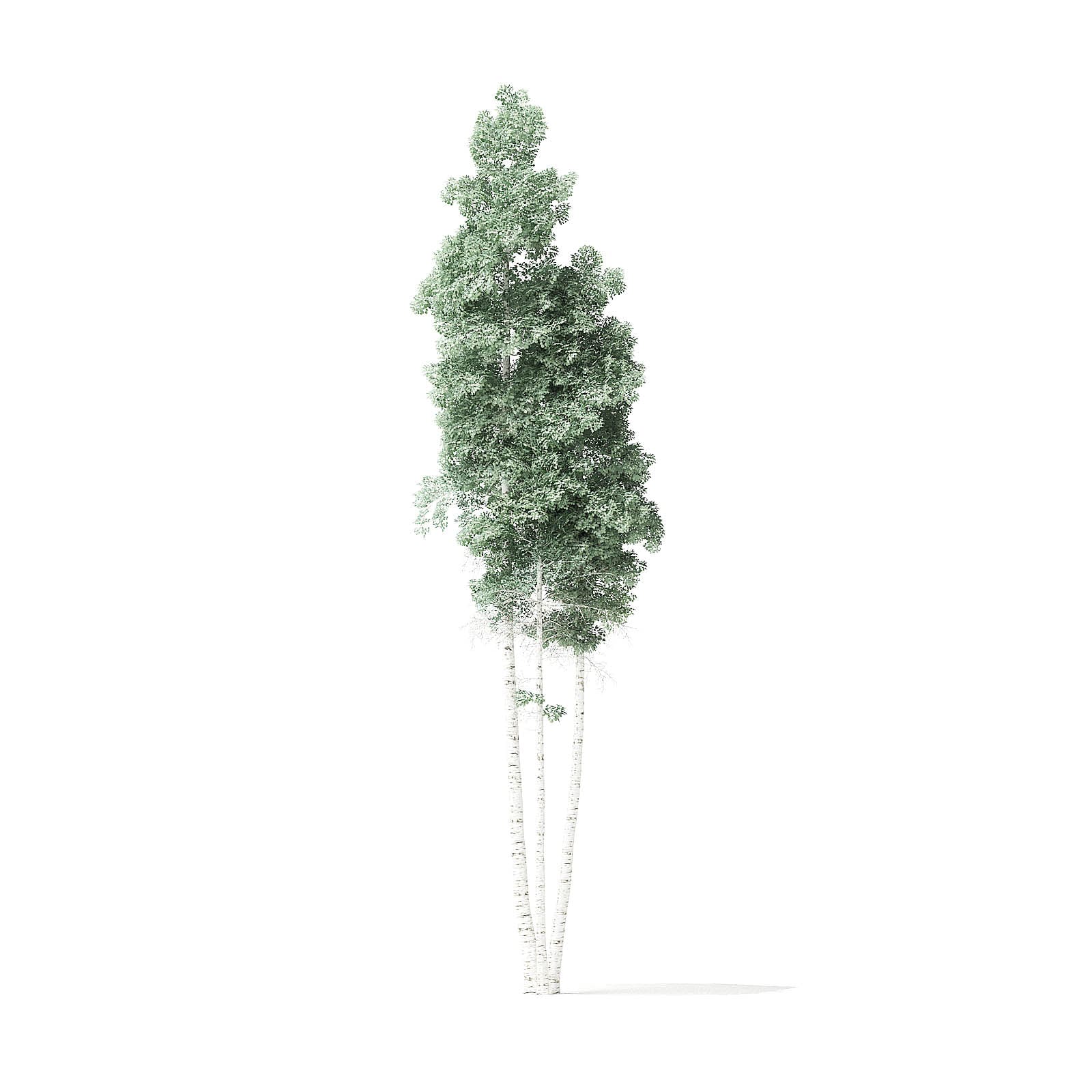 Quaking Aspen Tree 3d Model 11 7m