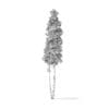 Quaking Aspen Tree 3D Model 11.7m - Image 4