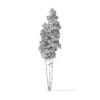 Quaking Aspen Tree 3D Model 11.7m - Image 6