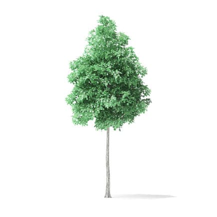 American Basswood Tree 3D Model 3.7m