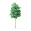 American Basswood Tree 3D Model 3.7m - Image 3