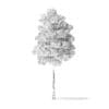 American Basswood Tree 3D Model 3.7m - Image 4