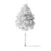 American Basswood Tree 3D Model 3.7m - Image 6