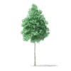North American Trees 3D Models Collection - Volume 120 - Image 42