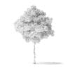American Basswood Tree 3D Model 3.8m - Image 2
