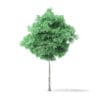 American Basswood Tree 3D Model 3.8m - Image 3