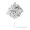 American Basswood Tree 3D Model 3.8m - Image 4
