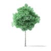 American Basswood Tree 3D Model 3.8m - Image 5