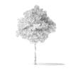 American Basswood Tree 3D Model 3.8m - Image 6