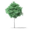 North American Trees 3D Models Collection - Volume 120 - Image 43