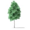 North American Trees 3D Models Collection - Volume 120 - Image 44