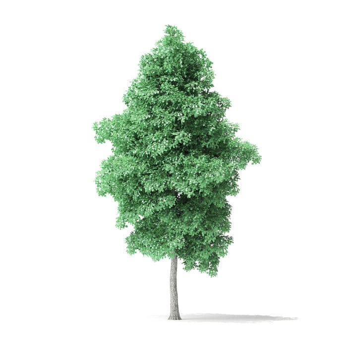 American Basswood Tree 3D Model 7.7m