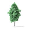 American Basswood Tree 3D Model 7.7m - Image 5