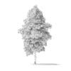 American Basswood Tree 3D Model 7.7m - Image 6