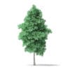 North American Trees 3D Models Collection - Volume 120 - Image 45