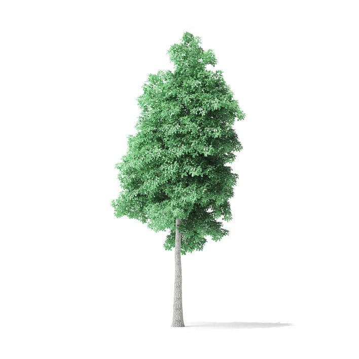American Basswood Tree 3D Model 9m