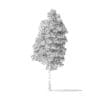 American Basswood Tree 3D Model 9m - Image 2