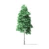 American Basswood Tree 3D Model 9m - Image 3