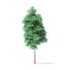 American Basswood Tree 3D Model 9m - Image 5
