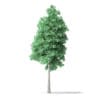 North American Trees 3D Models Collection - Volume 120 - Image 46