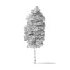American Basswood Tree 3D Model 10.3m - Image 2