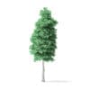 American Basswood Tree 3D Model 10.3m - Image 3