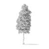American Basswood Tree 3D Model 10.3m - Image 4