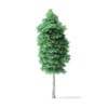 American Basswood Tree 3D Model 10.3m - Image 5