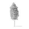 American Basswood Tree 3D Model 10.3m - Image 6
