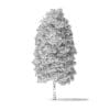 American Basswood Tree 3D Model 10m - Image 2