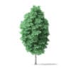 American Basswood Tree 3D Model 10m - Image 3