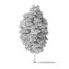 American Basswood Tree 3D Model 10m - Image 4