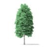 American Basswood Tree 3D Model 10m - Image 5