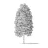 American Basswood Tree 3D Model 10m - Image 6
