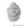 American Basswood Tree 3D Model 8.5m - Image 2