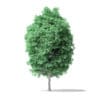 American Basswood Tree 3D Model 8.5m - Image 3