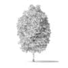 American Basswood Tree 3D Model 8.5m - Image 4