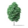 American Basswood Tree 3D Model 8.5m - Image 5