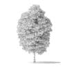 American Basswood Tree 3D Model 8.5m - Image 6