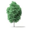 North American Trees 3D Models Collection - Volume 120 - Image 49