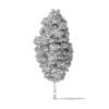 American Basswood Tree 3D Model 14.3m - Image 2
