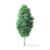American Basswood Tree 3D Model 14.3m - Image 5