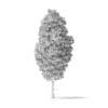 American Basswood Tree 3D Model 14.3m - Image 6