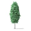 North American Trees 3D Models Collection - Volume 120 - Image 50