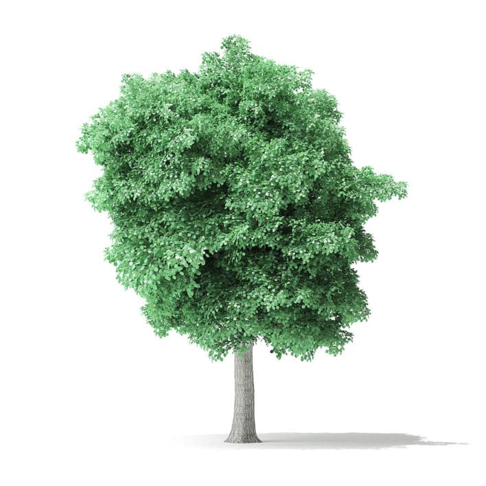 American Basswood Tree 3D Model 8.2m