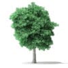 North American Trees 3D Models Collection - Volume 120 - Image 51