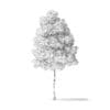 Boxelder Maple Tree 3D Model 4m - Image 2