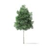 Boxelder Maple Tree 3D Model 4m - Image 3