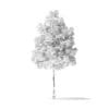 Boxelder Maple Tree 3D Model 4m - Image 4